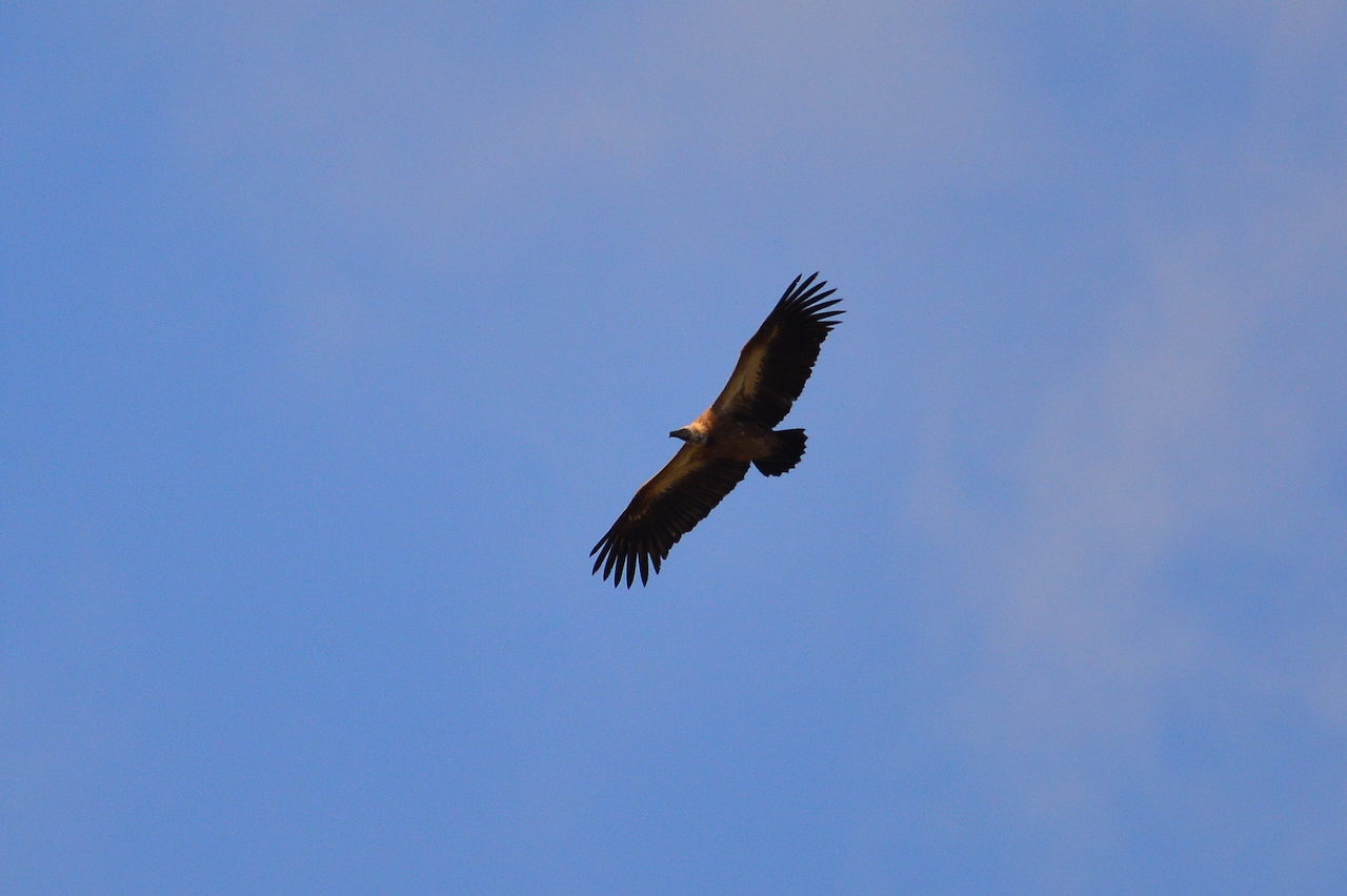 Gyps africanus